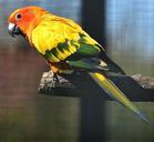 parrots-aras-colorful-color-birds-812191.jpg