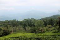 tea-estate-plantation-tea-estate-263402.jpg