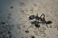 ant-animal-insect-animals-nature-196814.jpg