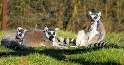 lemur-lemurs-mammals-lemur-catta-678197.jpg