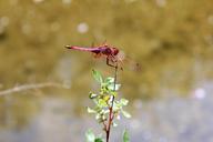 dragonfly-beetle-red-386704.jpg