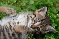 tabby-kitten-gray-kitten-wild-1517475.jpg