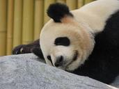 panda-giant-panda-bear-sleeping-1645495.jpg