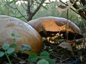 mushrooms-fungi-boletus-forest-186667.jpg