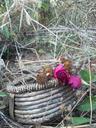 basket-roses-sunflower-dead-652429.jpg