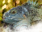 iguana-dragon-reptile-lizard-597491.jpg