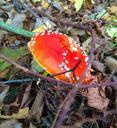 red-mushroom-autumn-643189.jpg