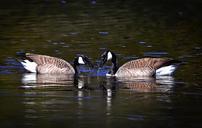 geese-nature-birds-eat-feathers-758413.jpg