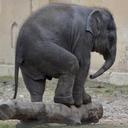 elephant-zoo-animal-mammal-trunk-1005475.jpg