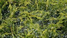 baroque-beads-water-plant-natural-49190.jpg