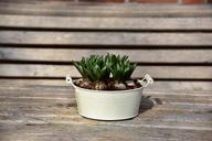 flowerpot-deco-flowers-spring-1288575.jpg