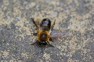 drone-honey-bee-male-bee-buckfast-320329.jpg