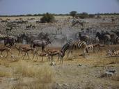 Etosha Parkea.JPG