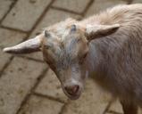 goat-horns-animal-white-nature-327591.jpg