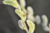 willow-bee-flower-insect-pollen-293154.jpg