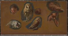 Jacques-Laurent_Agasse_-_Studies_of_a_Fox,_a_Barn_Owl,_a_Peahen,_and_the_Head_of_a_Young_Man_-_Google_Art_Project.jpg