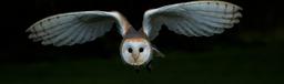 barn-owl-owl-barn-bird-animal-1710659.jpg