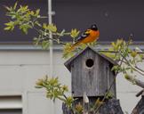 birds-nature-wild-colorful-1222660.jpg