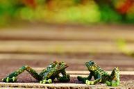 frogs-abstract-mosaic-funny-animal-1032879.jpg