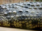 crocodile-lizard-dangerous-reptile-1011966.jpg