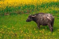 buffalo-china-farm-agriculture-1308938.jpg