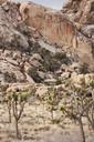 Joshua_trees_along_Park_Boulevard.jpg