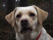 labrador-dog-sponge-296176.jpg