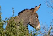 donkey-animal-equine-head-mammal-609985.jpg