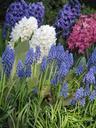 muscari-hyacinthus-grape-hyacinth-1085178.jpg