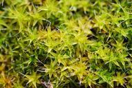 green-moss-spring-plant-nature-672305.jpg