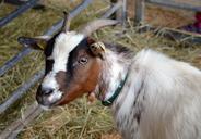 goat-young-animal-domestic-goat-516932.jpg