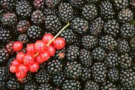 blackberries-currants-background-1541300.jpg