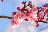 cherry-blossoms-natural-blue-day-656965.jpg