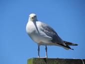 seagulls-birds-white-grey-gray-220906.jpg