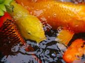 aquarium-fish-colored-carp-koi-fish-1447284.jpg