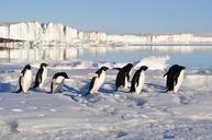 penguins-birds-arctic-water-56097.jpg