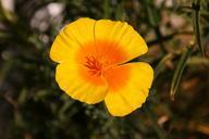 iceland-poppy-poppy-flower-yellow-522615.jpg