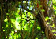 spider-spiders-web-spider-web-web-1161716.jpg