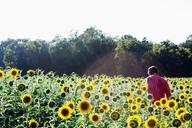 sunflowers-field-person-945408.jpg