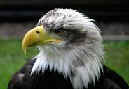 Bald.eagle.closeup.arp-sh.750pix.jpg