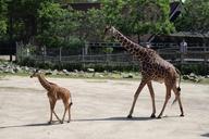 giraffe-giraffe-cub-zoo-1661516.jpg