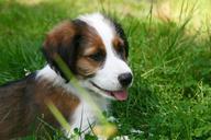 puppy-dog-pet-animal-meadow-head-228691.jpg