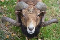 sheep-horns-animal-nature-ram-1034148.jpg