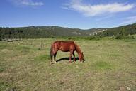 horse-countryside-saddle-the-horse-213043.jpg