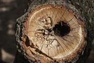 trunk-tree-wood-bark-cut-trunk-936100.jpg