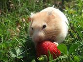 hamster-golden-strawberry-grass-727293.jpg