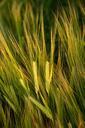 barley-field-spike-grain-cereals-1117283.jpg