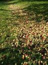 apples-garden-fruit-355551.jpg