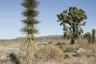 Joshua_trees_(Yucca_brevifolia)_along_Park_Boulevard.jpg