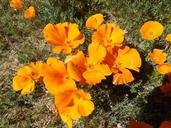 golden-poppies-poppy-california-1313227.jpg